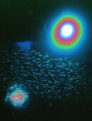 flash and fish by Sergio Loppel 